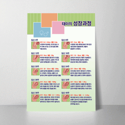 K32.태아의성장과정