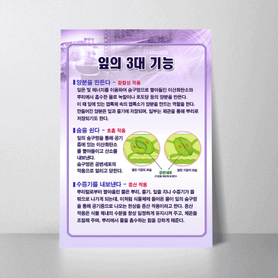 A26.잎의3대기능